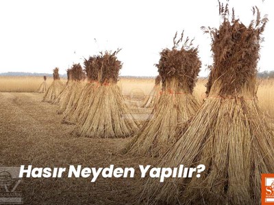 Hasır Neyden Yapılır?