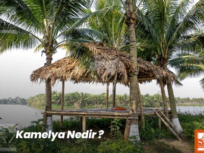 Kamelya Nedir? 