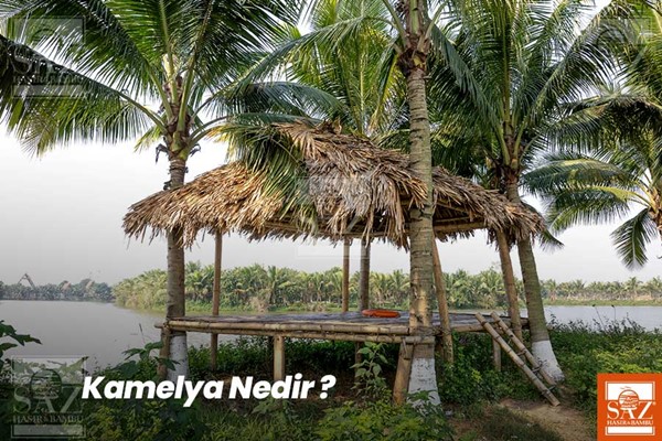 Kamelya-Kameriye nedir?