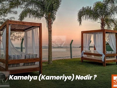 Kamelya Nedir? 