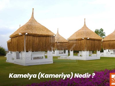 Kamelya Nedir? 