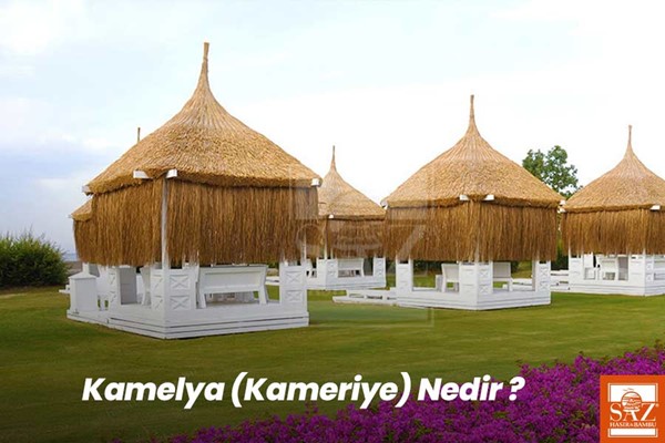 Kamelya-Kameriye nedir?