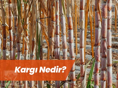 Kargı Nedir ve Kargı Nasıl Yetiştirilir?