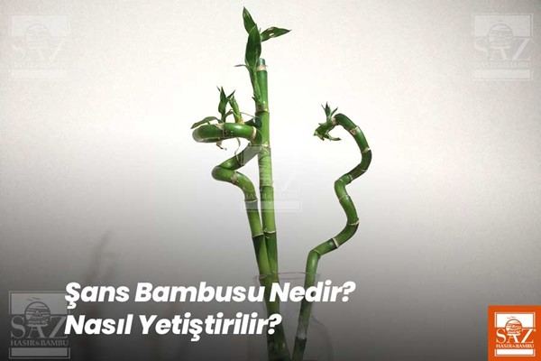 Şans Bambusu Nedir?