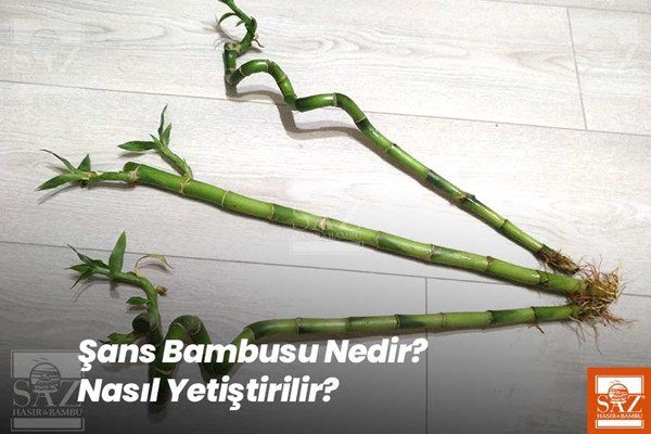 Şans Bambusu Nedir?