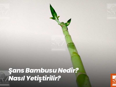 Şans Bambusu Nedir? Nasıl Yetiştirilir?