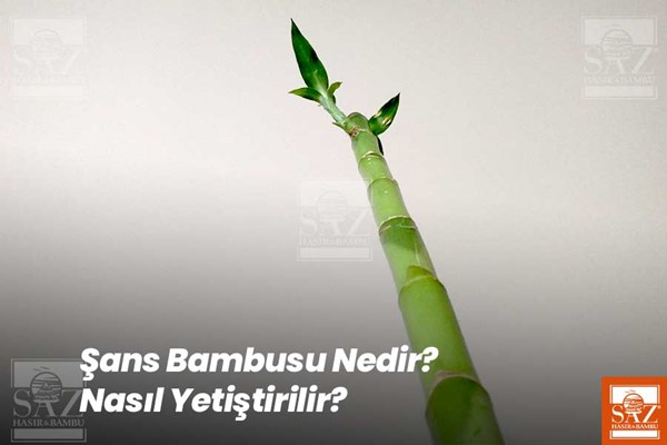 Şans Bambusu Nasıl Yetiştirilir?