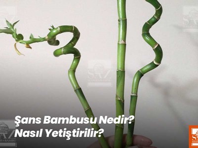 Şans Bambusu Nedir? Nasıl Yetiştirilir?