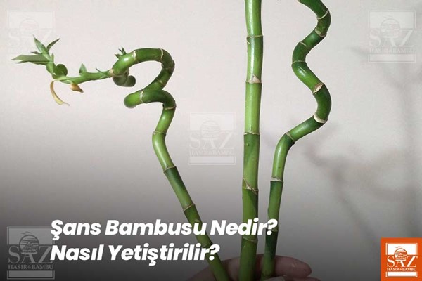 Şans Bambusu Bakımı Nasıl Yapılır?