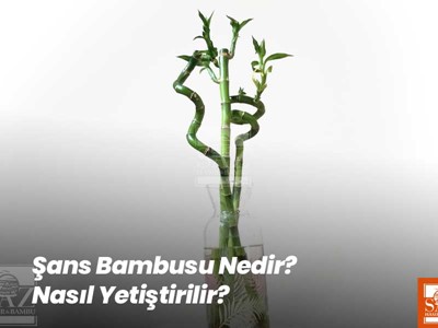 Şans Bambusu Nedir? Nasıl Yetiştirilir?